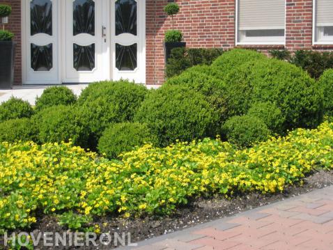 Border met buxusbollen en gele bloemen 1