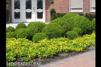 Border met buxusbollen en gele bloemen 1