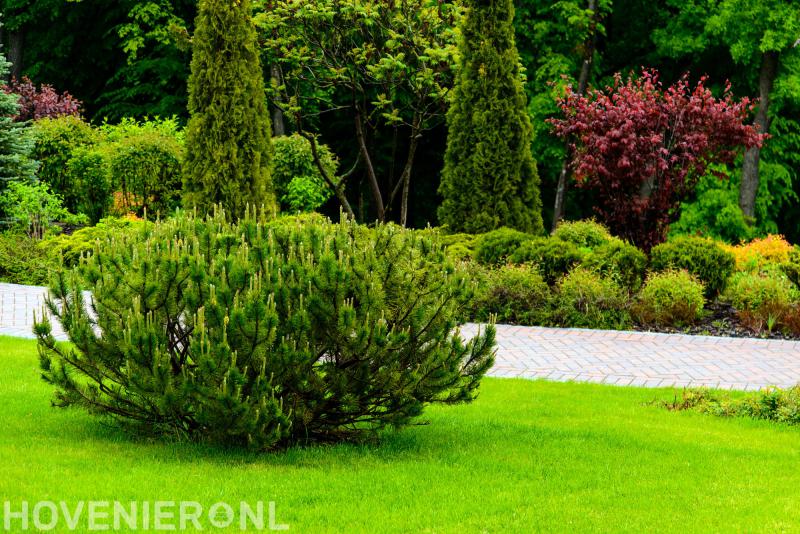 Van de Ridder Tuinen