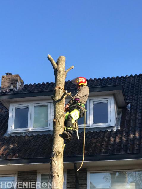 Boom kappen met behulp van klimtechnieken