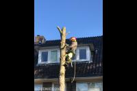 Boom kappen met behulp van klimtechnieken