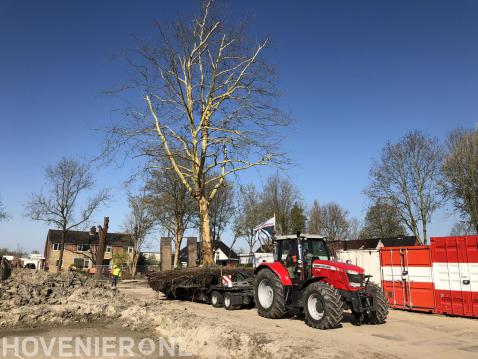 Plataan verplanten