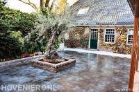Terras met bestrating in wildverband en olijfboom 1