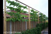 Aanplanten van leibomen