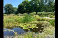 Landelijke tuin met natuurlijke (zwem)vijver