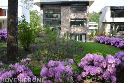 Paarse hortensia's in bloei rondom villa 2