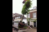 Boom verplanten