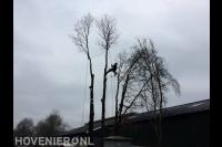 Toppunt Boomverzorging & Boomrooierij