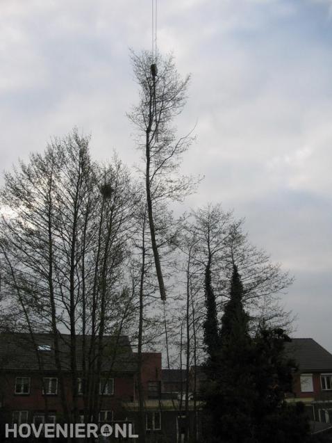 Boom verwijderen met kraan 2