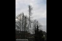 Boom verwijderen met kraan 2