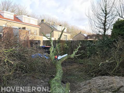 Bomen verwijderen