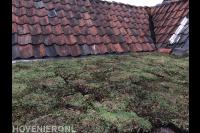 Sudumdak op oud dak