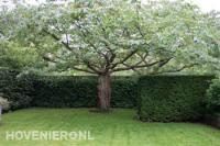 Strak maaien en knippen van gazon en heg