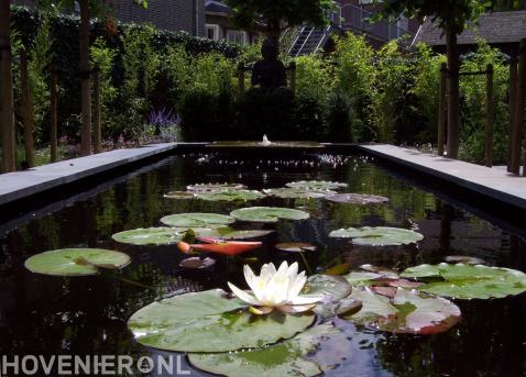 Strakke vijver met waterornament en waterlelies