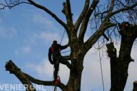 Boom kappen door gebruikt te maken van klimtechnieken