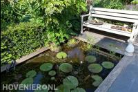 Kleine vijver met waterlelies
