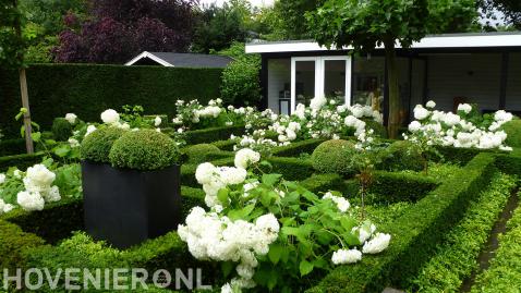 Romantische en klassieke tuin met buxus en witte hortensia's 1