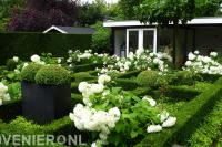 Romantische en klassieke tuin met buxus en witte hortensia's 1