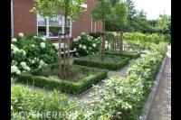 Voortuin met hortensia's, leibomen, buxus en beukenhaag
