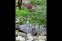 Vijver met waterornament