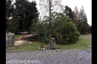 Boom omzagen met kettingzaag