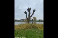 Ridderhof Boomverzorging