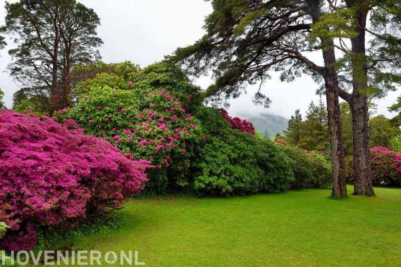 Delsasso Boomverzorging