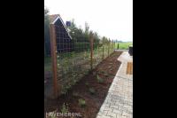 Hedera schutting met betongaas