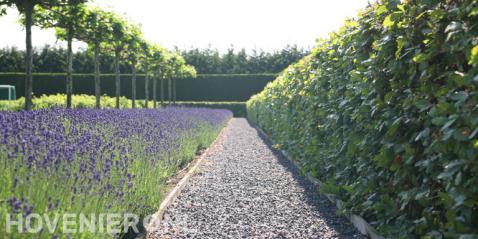 Leibomen, lavendel en beukenhaag langs grindpad