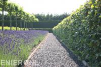Leibomen, lavendel en beukenhaag langs grindpad
