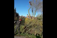 Boom kappen met klimtechnieken 4