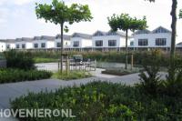 Dakplatanen in moderne tuin aan het water