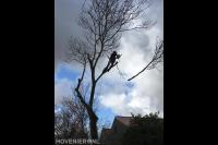 Boom kappen met behulp van klimtechnieken