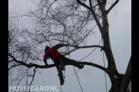 Boom kappen mbv klimtechnieken