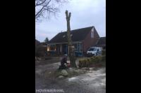 Boom kappen met kettingzaag