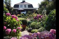 Groene tuin met buxusbollen en roze hortensia's