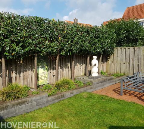 Tuin met gazon, terras, verhoogde borders en leibomen