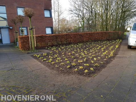 Nieuwe beplanting aanbrengen