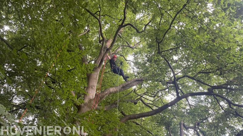 Martijn Sonnemans Boomverzorging