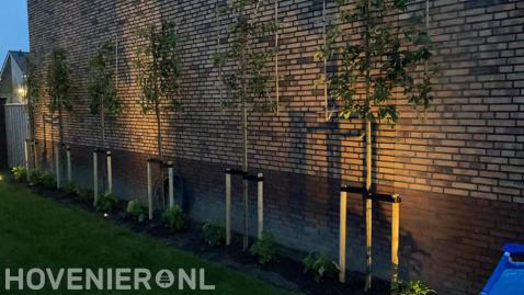 Planten van lei sierappelbomen en aanbrengen In-Lite