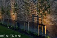 Planten van lei sierappelbomen en aanbrengen In-Lite