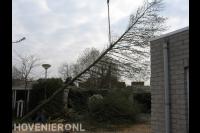 Boom verwijderen met kraan 3