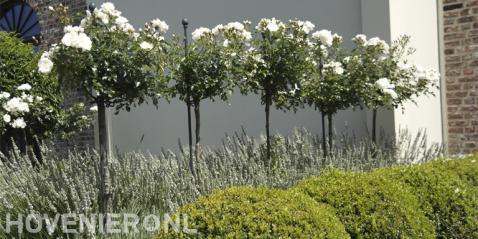 Witte rozen op stam