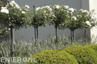 Witte rozen op stam
