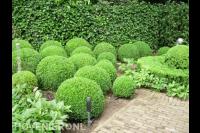 Hoveniersbedrijf Hans Verstraaten