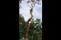 Boom kappen met behulp van klimtechnieken