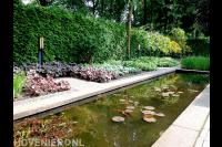 Strakke vijver met waterplanten