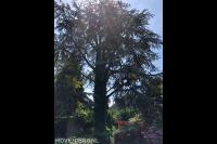 Boom snoeien mbv klimtechnieken 6