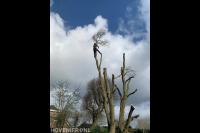 Boom kappen met behulp van klimtechnieken 1