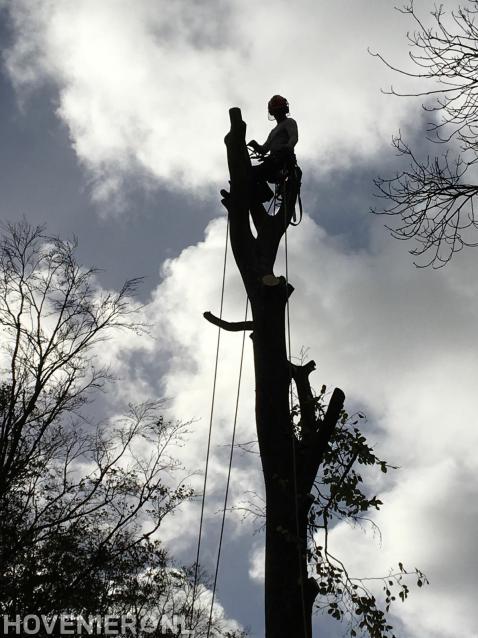 Boom kappen door gebruik te maken van klimtechnieken 4